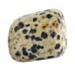 Picture of Jasper - Dalmatian