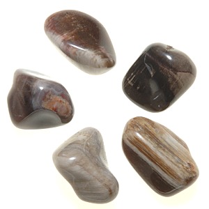 Petrified Wood Tumble Stone (Medium)