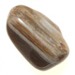 Picture of Petrified Wood